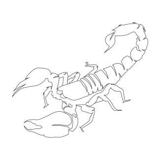 Clean scorpion drawing Clean continuous line scorpion sketch from nature.