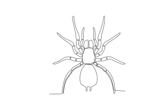 Wild spider sketch Wild spider continuous line nature sketch.