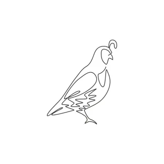 "One Line California Quail Drawing: A Minimalist Approach to Capturing Playful Wildlife"