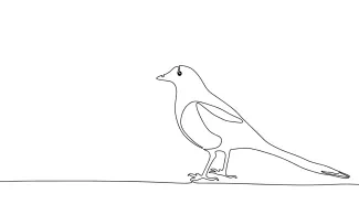 "One-Line Magpie Drawing: A Minimalist Study of an Intelligent and Social Bird"