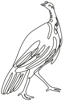 Turkey "One Line Turkey Drawing: A Simple Study of a Unique and Recognizable Bird"