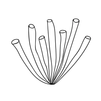 coral-cnidaria-invertebrate-sea-animals-one-line-continuous-drawing-0006.png