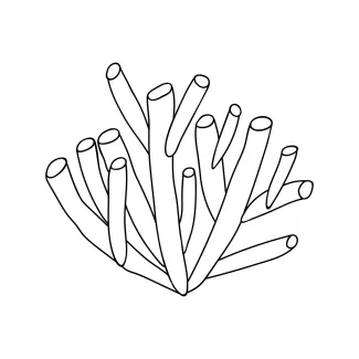 coral-cnidaria-invertebrate-sea-animals-one-line-continuous-drawing-0007.png