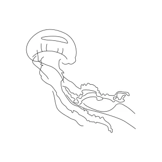 Marine jellyfish sketch Marine jellyfish simple continuous line art.