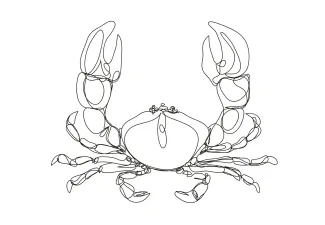 One-Line Crab Sketch for Young Artists to Learn Simple Animal Structure