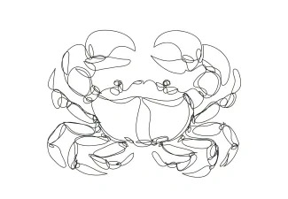 Crab Easy One-Line Crab Drawing to Boost Fine Motor Skills and Artistic Focus