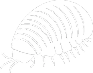 Pill bug Simple One-Line Pill Bug Drawing: Learn How to Outline Curved Shapes Easily