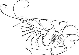 Shrimp Explore Simple Line Drawing with This Easy Shrimp One-Line Art Idea