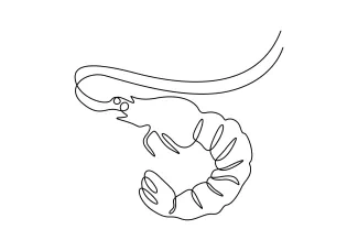 Beginner’s Guide to One-Line Shrimp Drawing for Motor Skill Development