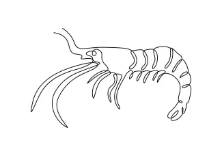 Shrimp Educational Shrimp Drawing Using a Single Line for All Skill Levels