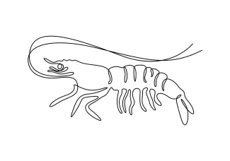 Shrimp One-Line Art of a Shrimp to Teach Line Economy and Animal Proportions