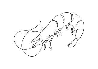 Shrimp Master Minimalist Shrimp Drawing: One-Line Practice for All Ages