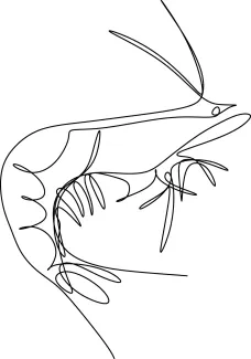Shrimp One-Line Shrimp Drawing Activity: Perfect for Quick and Fun Drawing Practice