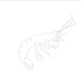 Shrimp Practice One-Line Drawing with a Shrimp: Build Focus and Line Awareness