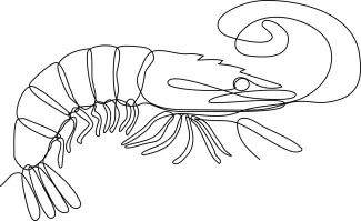 Minimalist Shrimp One-Line Art: An Easy Drawing for Young and New Artists