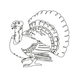 Turkey Turkey One-Line Drawing: Easy Way to Learn Bird Shapes and Features