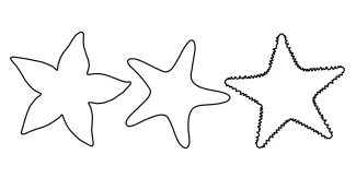Minimal ocean starfish art Starfish outline made with one simple continuous line