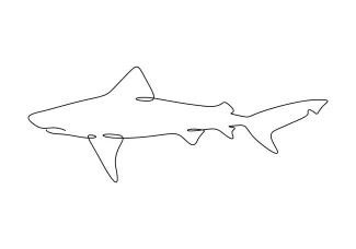 Shark One-Line Drawing: Learn Animal Form with Strong and Simple Lines