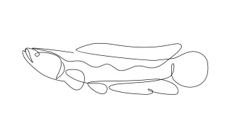 Giant snake head fish or channa One-Line Drawing of Giant Snakehead Fish: Build Confidence with Long Body Shapes