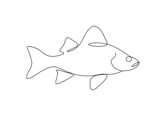One-Line White Bass Drawing: Practice Symmetry and Simple Fin Shapes