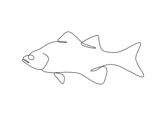 White Bass Fish One-Line Art: Improve Focus with Easy Freshwater Sketch