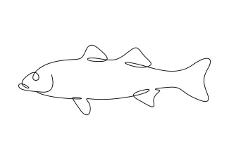 One-Line Drawing of White Bass Fish: Explore Line Flow with a Simple Animal
