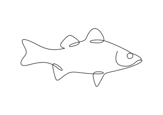 White Bass in One Line: Great for Beginners Learning Consistent Form