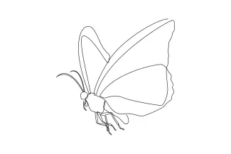 Butterfly Easy One Line Butterfly Drawing for Beginners: Learn Insect Shapes with Simple Art