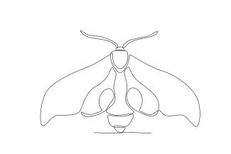 Moth One-Line Moth Drawing: Explore Symmetry and Wing Shape in Simple Art