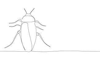 Cockroach Simple Cockroach Drawing in One Line: Practice Elongated Forms and Leg Placement