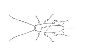 Cockroach One-Line Cockroach Drawing: Learn Insect Shape Through Simple Line Practice