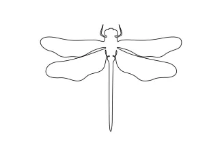 Cute Dragonfly in One Line: Easy Drawing to Learn Wing Position and Body Shape