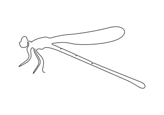 Easy One-Line Cute Dragonfly: Fun Practice with Basic Shapes and Insect Balance