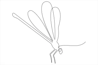 Dragonfly Art in One Line: Learn Structure and Spacing with a Clear Insect Design