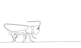 Simple One-Line Grasshopper Drawing: Learn Insect Anatomy with Long Lines