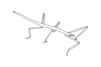 Stick Bug in One Line: Learn Line Precision Through Simple Insect Drawing