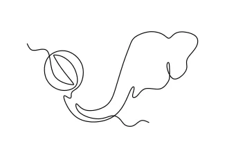 Simple Elephant One-Line Drawing: Learn Animal Shapes Without Complexity