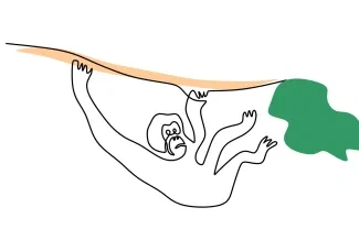 Orangutan "Minimalist Orangutan Illustration: A One-Line Study of Poised and Recognizable Wildlife Figures"
