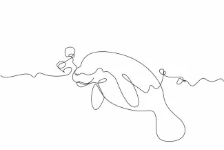 Manatee "Minimalist Manatee Drawing: A One Line Study of Gentle and Recognizable Marine Mammals"