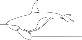 Orca "One Line Orca Drawing: Capturing Strength and Elegance with Minimalist Art"
