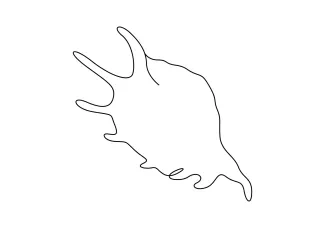 One-Line Seashell Drawing for Natural Shape Study and Line Practice