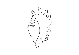 One-Line Seashell Drawing for Training in Smooth Curves and Form Memory