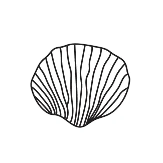 One-Line Seashell Drawing for Exploring Structure in Nature-Based Art
