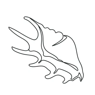 Seashell Easy One-Line Seashell Drawing for Natural Pattern Recognition
