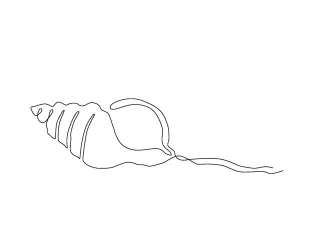 One-Line Shell Drawing for Practicing Edges and Outer Form Awareness