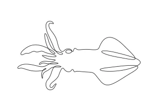 Easy One-Line Squid Drawing to Learn Vertical Form and Tentacle Flow