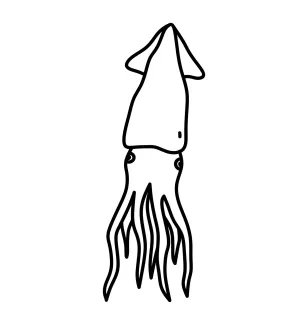 One-Line Squid Drawing for Practicing Structure in Long Form Animals