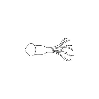 Squid One-Line Squid Drawing to Practice Proportion and Line Direction