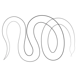 Venomous snake One Line Snake Drawing for Beginners: Study Reptile Silhouettes the Simple Way